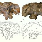 Affinity’s image-editing apps go “freemium” in first major post-Canva update