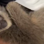 FBI foiled a ‘potential terrorist attack’ in Michigan planned for Halloween weekend, Director Kash Patel says