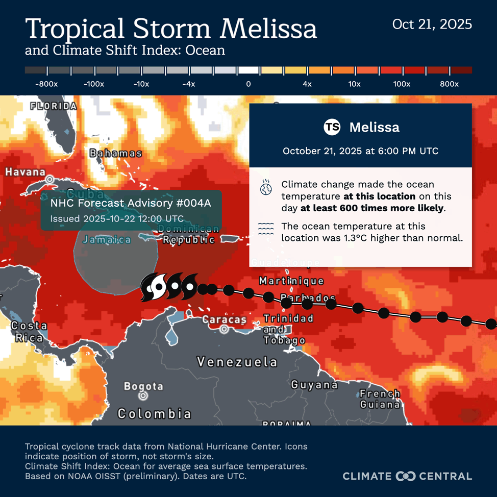 The amount by which human-caused climate change has raised the odds of unusual warmth in sea surface temperatures near Melissa’s path.