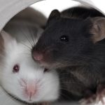 QNAP warns of critical ASP.NET flaw in its Windows backup software