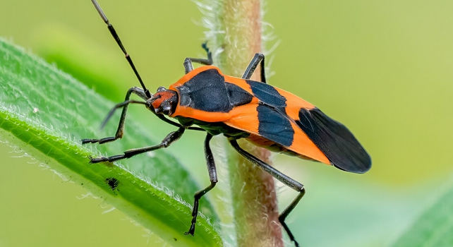 milkweed bug