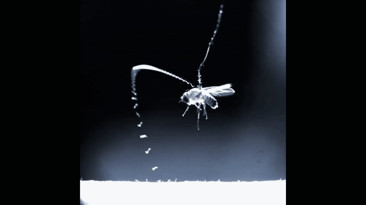 Nematode Jumping On Fruit Fly