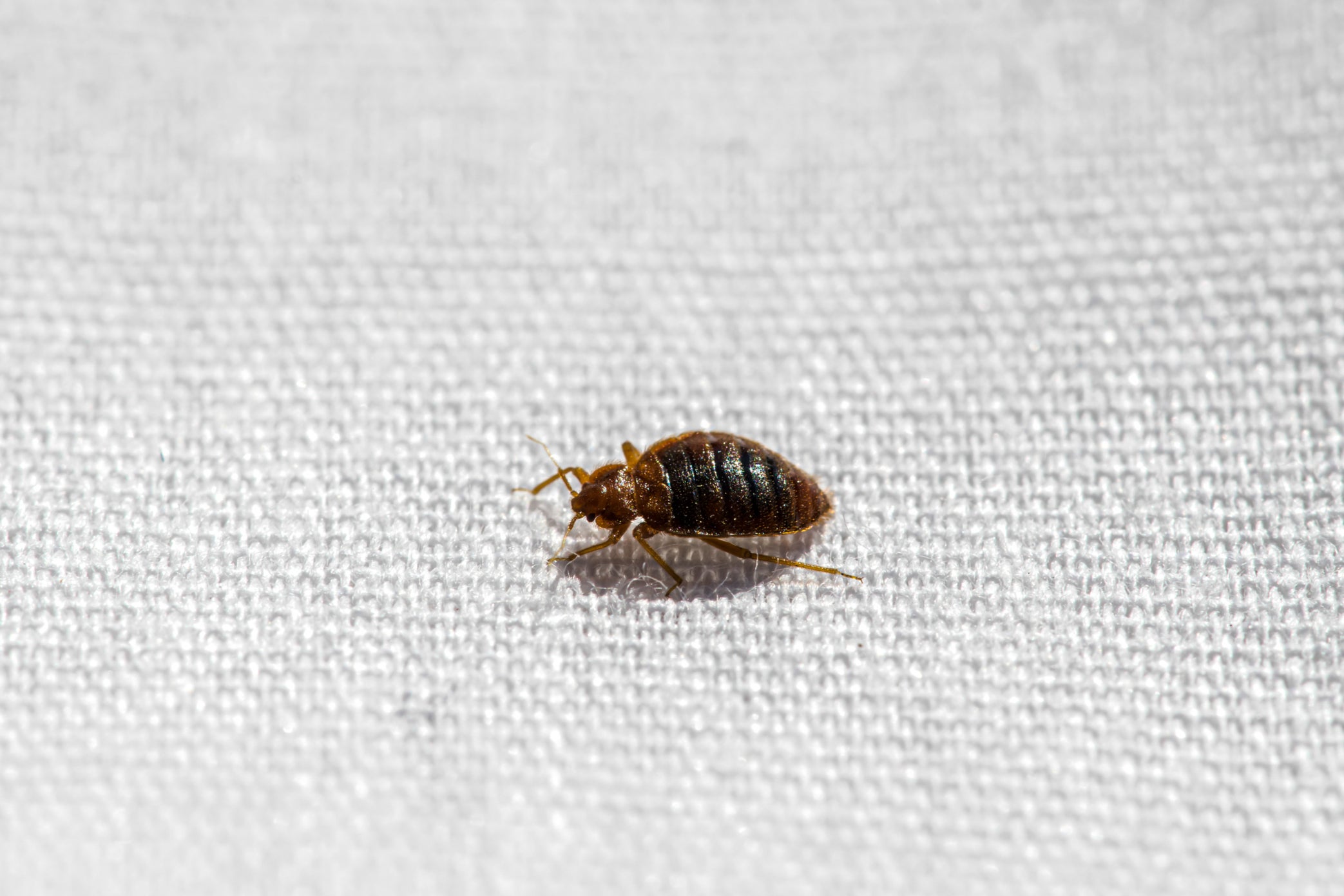 Bed bugs are notoriously difficult to eradicate due to a number of factors including their rapid reproductive cycle, resilience to common pesticides and ability to adapt.