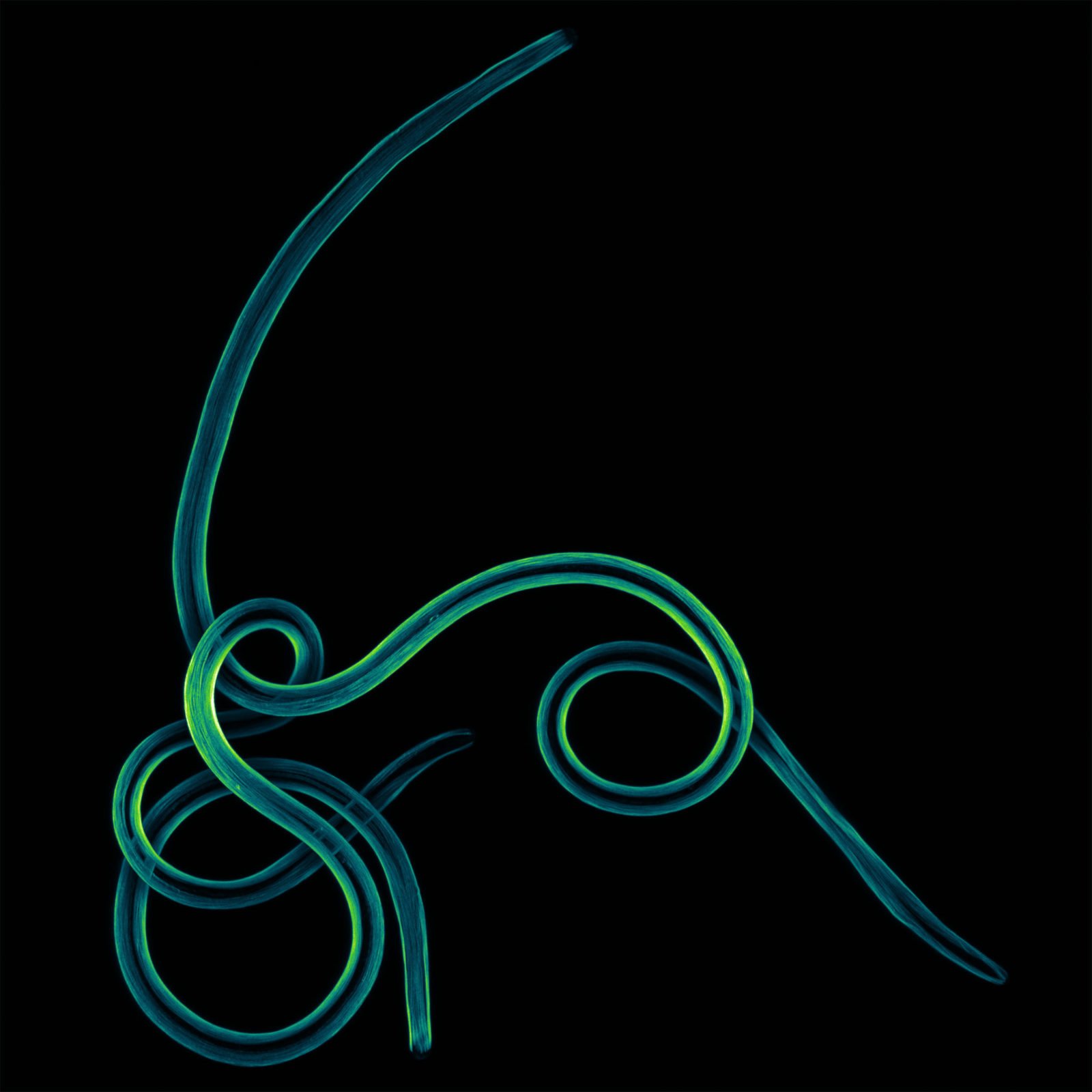 Nikon Micrography Frederic Fercoq Parasite Larvae