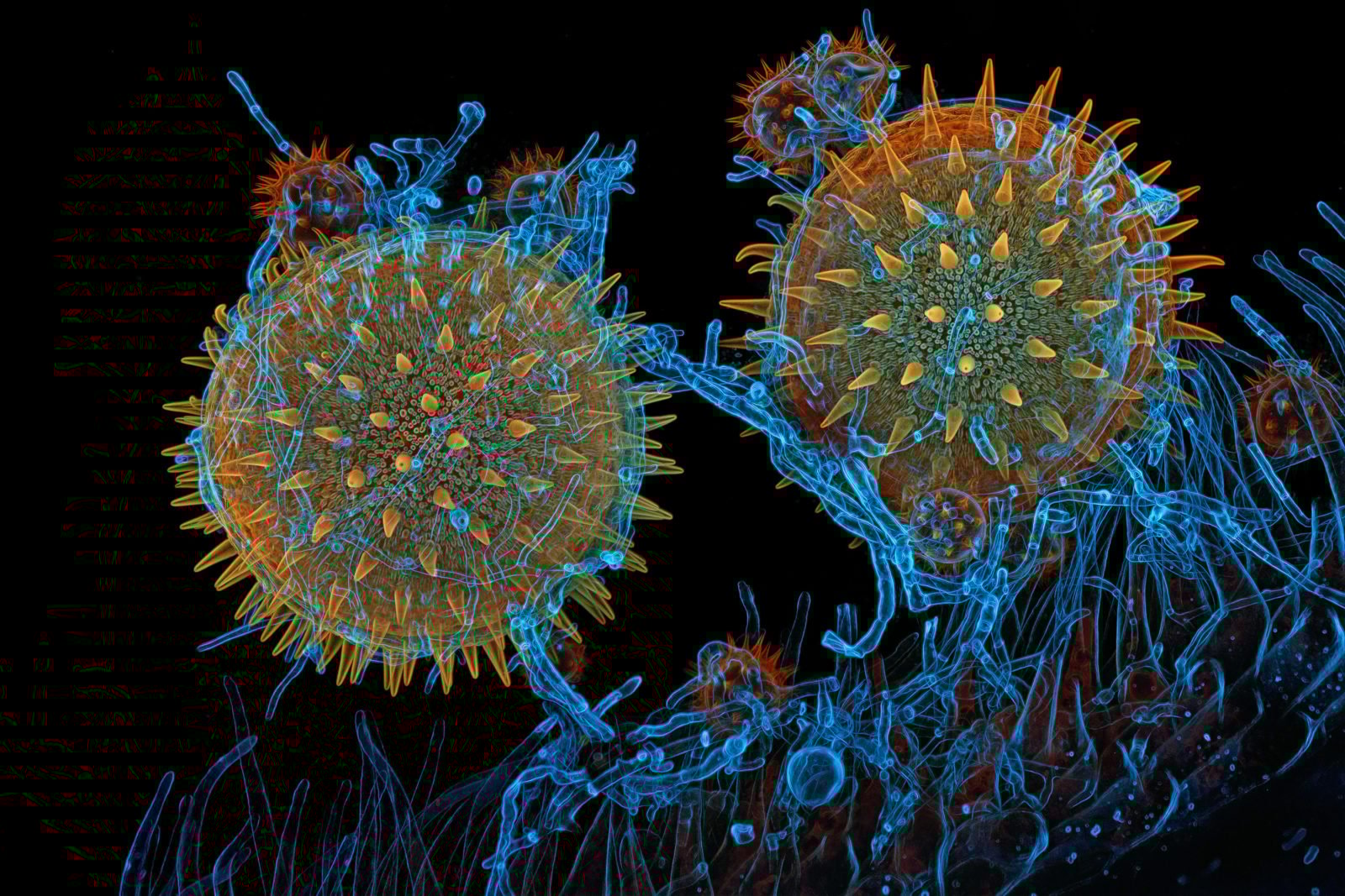 Nikon Micrography Igor Robert Siwanowicz Marrow Pollen Fungus