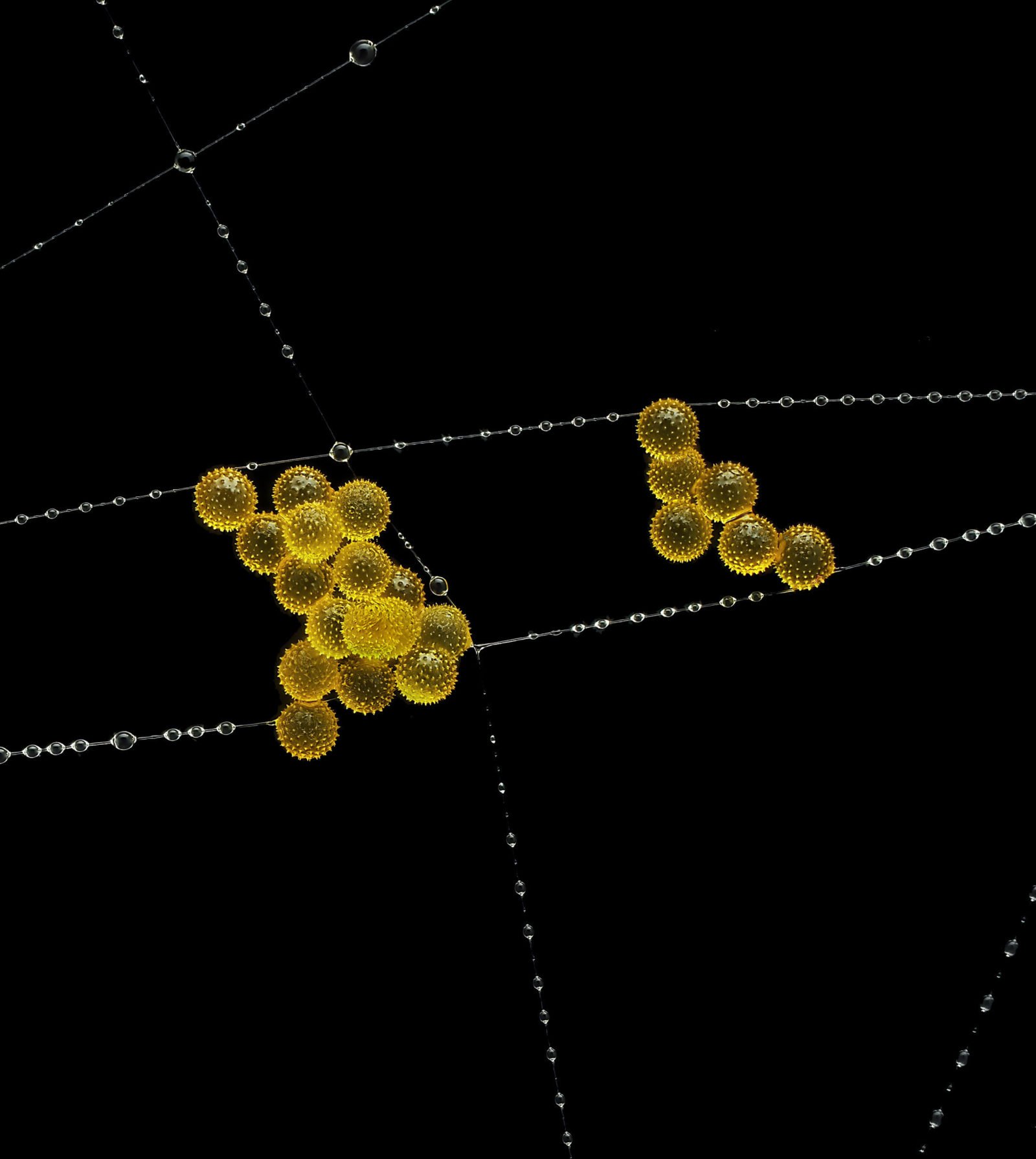 Nikon Micrography John Oliver Dum Pollen Spider Web