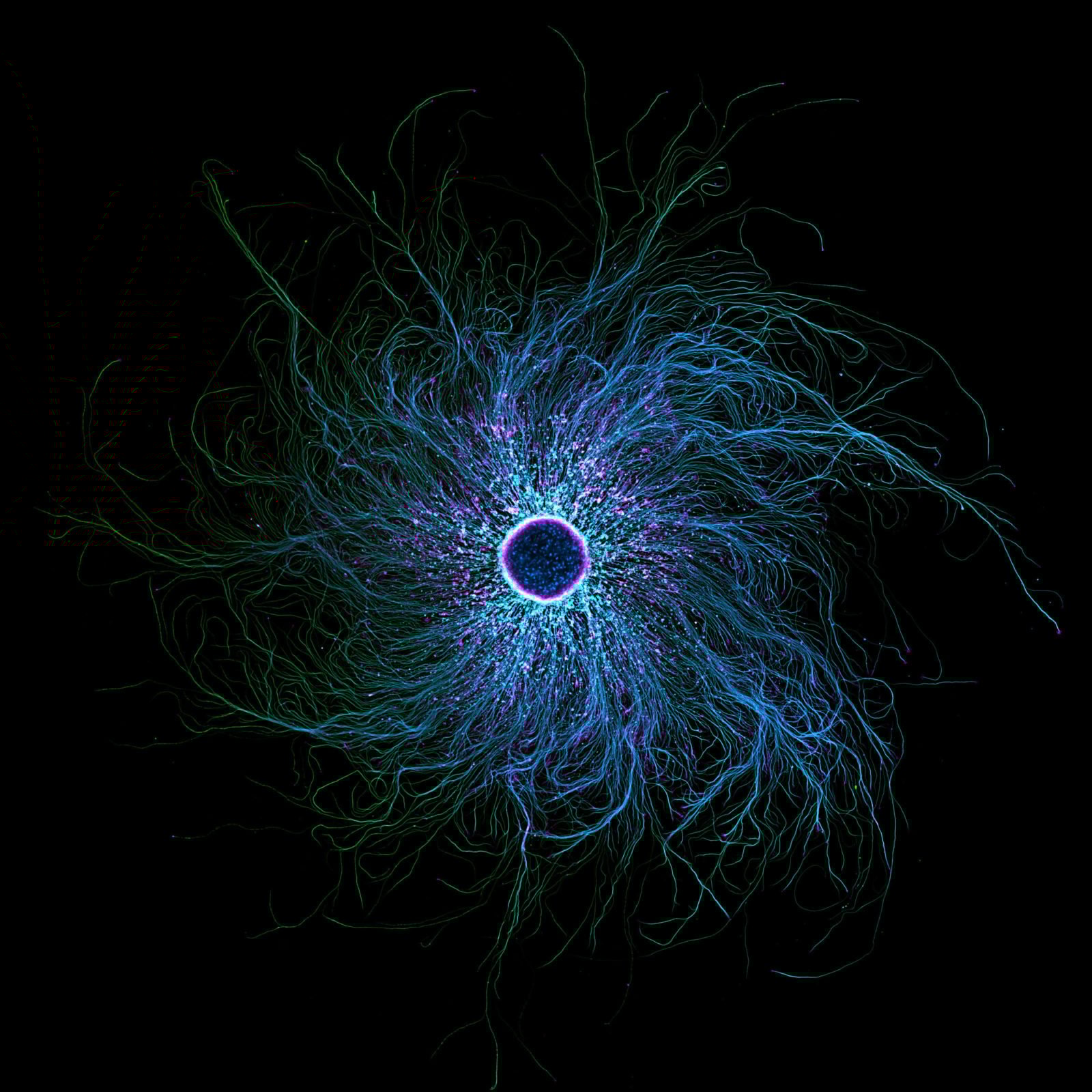 Nikon Micrography Stella Whittaker Neurons