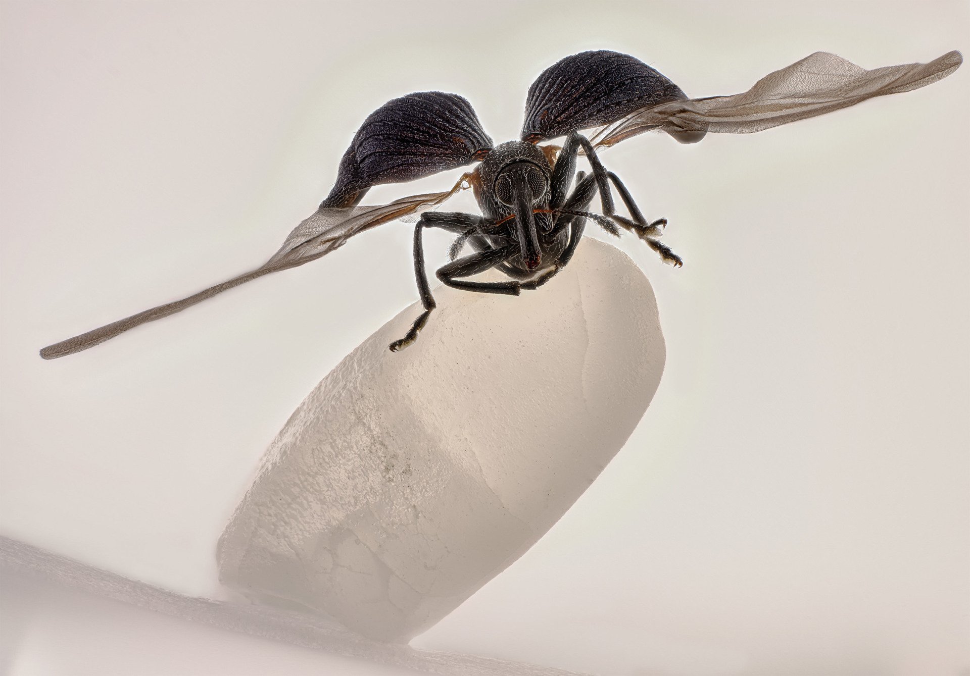 Nikon Micrography Zhang You Rice Weevil