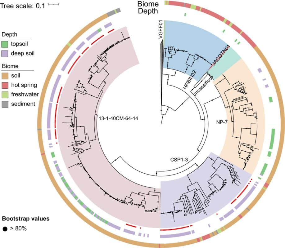 Phylogeny Of Csp1 3 Phylum