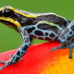 Resident Evil Requiem Preorders: Deluxe Steelbook, Switch 2 Collection, And More