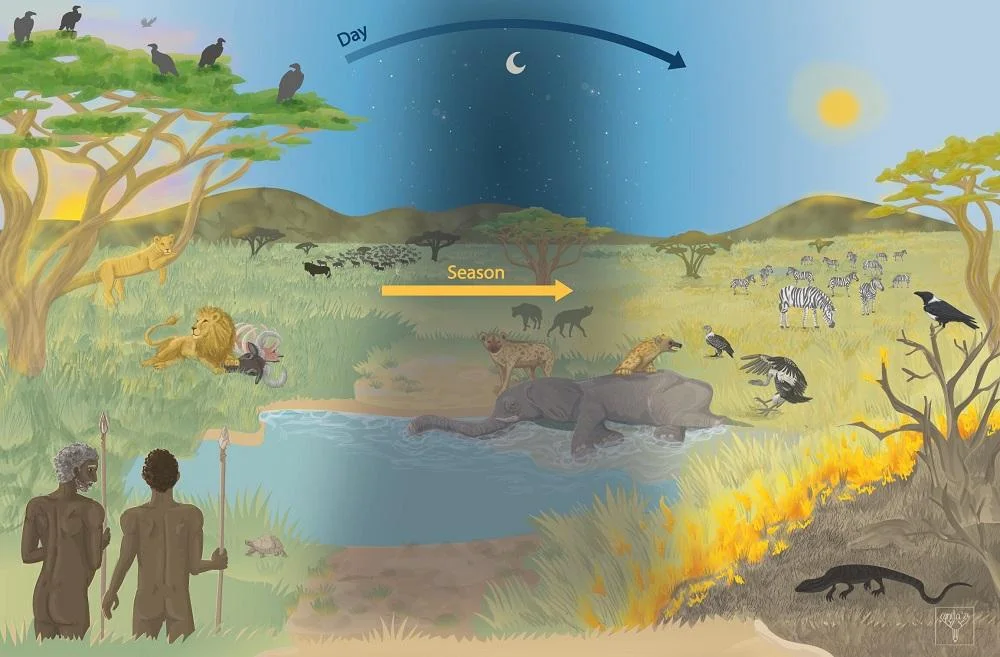 Eating carrion reconsidered: how scavenging shaped human evolution and made us human
