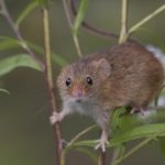 Woody Allen Plans Next Film in Madrid After Securing Financing