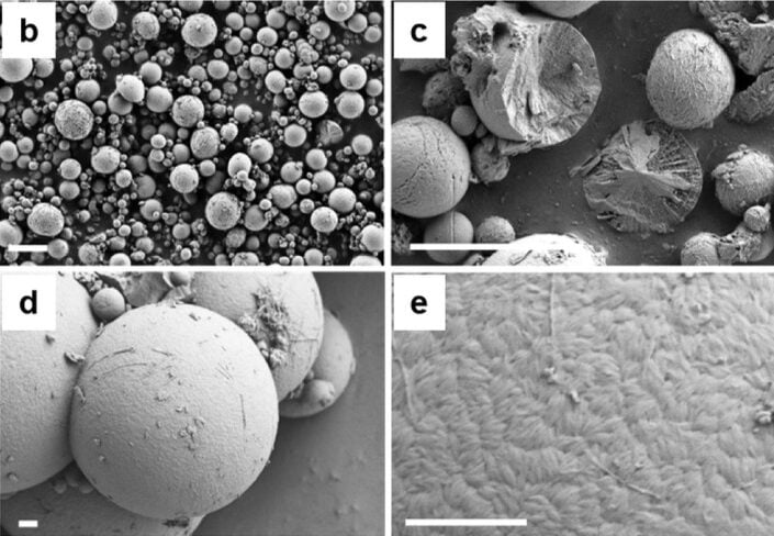 Snake Urate Microscopic Close Ups