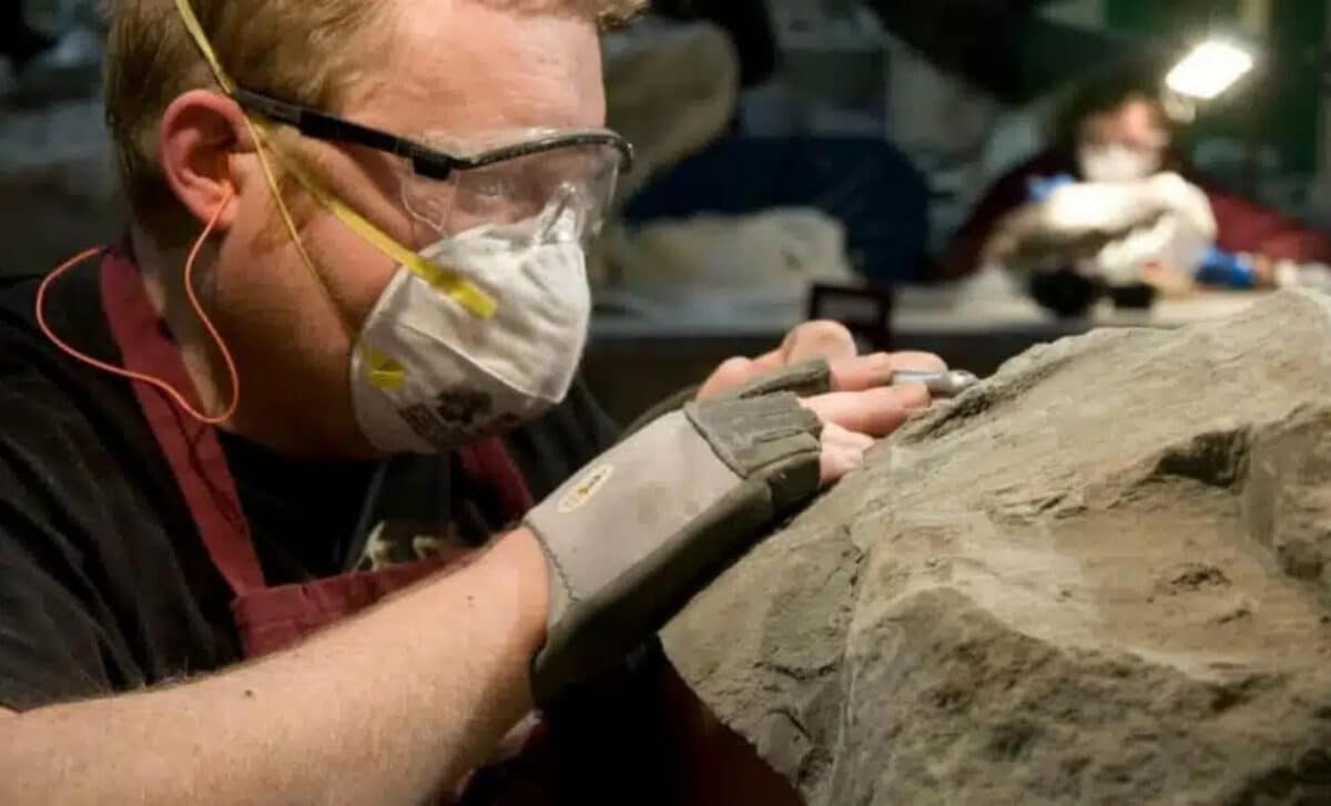 Technician Mark Mitchell Prepares The Nodosaurid Specimen