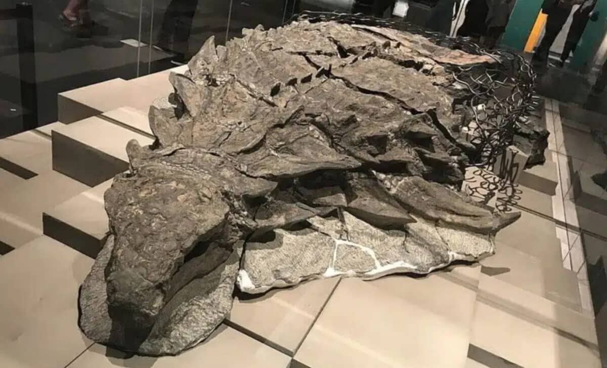 The Borealopelta Holotype On Display At The Royal Tyrrell Museum In Alberta