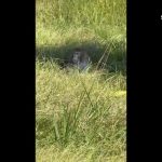 Huge raid on Rio gang leaves at least 64 people dead and 81 under arrest in Brazil