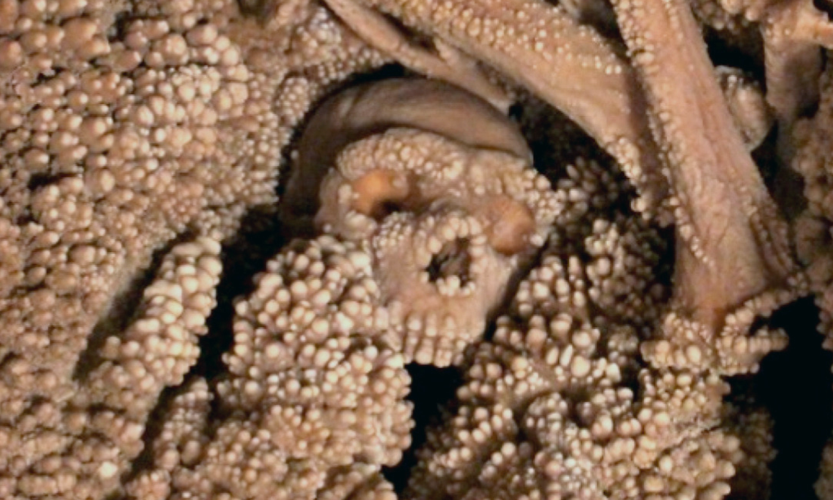  Human Evolution Insights Found Up a Neanderthal’s Nose