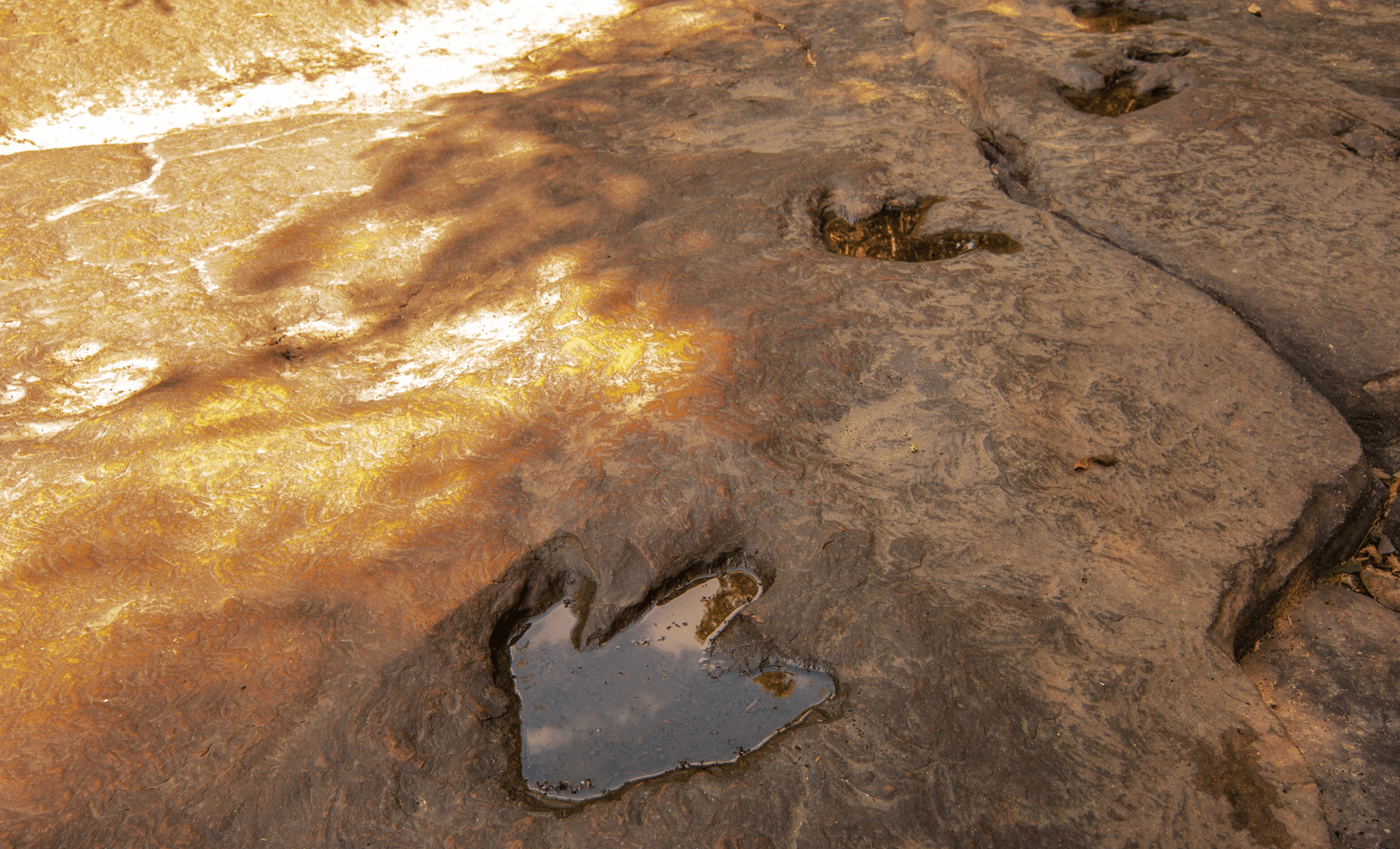  10-Year-Old Girl Stumbles Upon Dinosaur Footprints On A Welsh Beach
