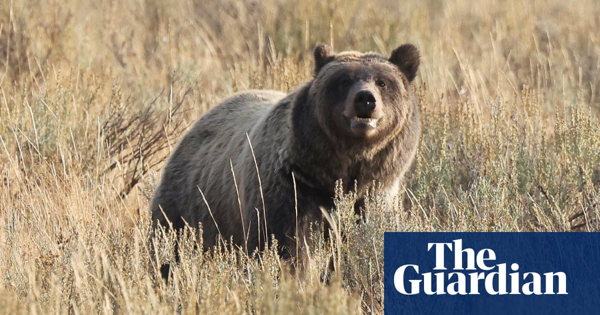  Eleven injured after grizzly bear attacks schoolchildren and teachers in Canada | Canada