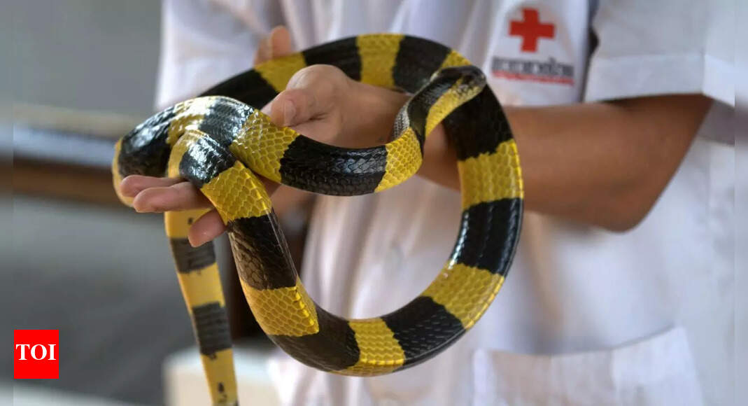  New hope for snakebite victims: Scientists reveal next-gen antivenom that could revolutionise treatment for 17 African snake species |