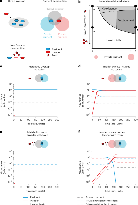 Strain displacement in microbiomes via ecological competition