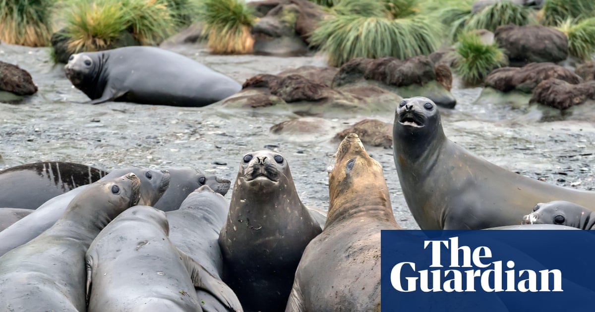  Fears for elephant seals as bird flu kills half of population in South Atlantic | Bird flu