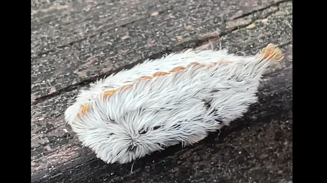  Don’t pet this cute but venomous caterpillars in Texas