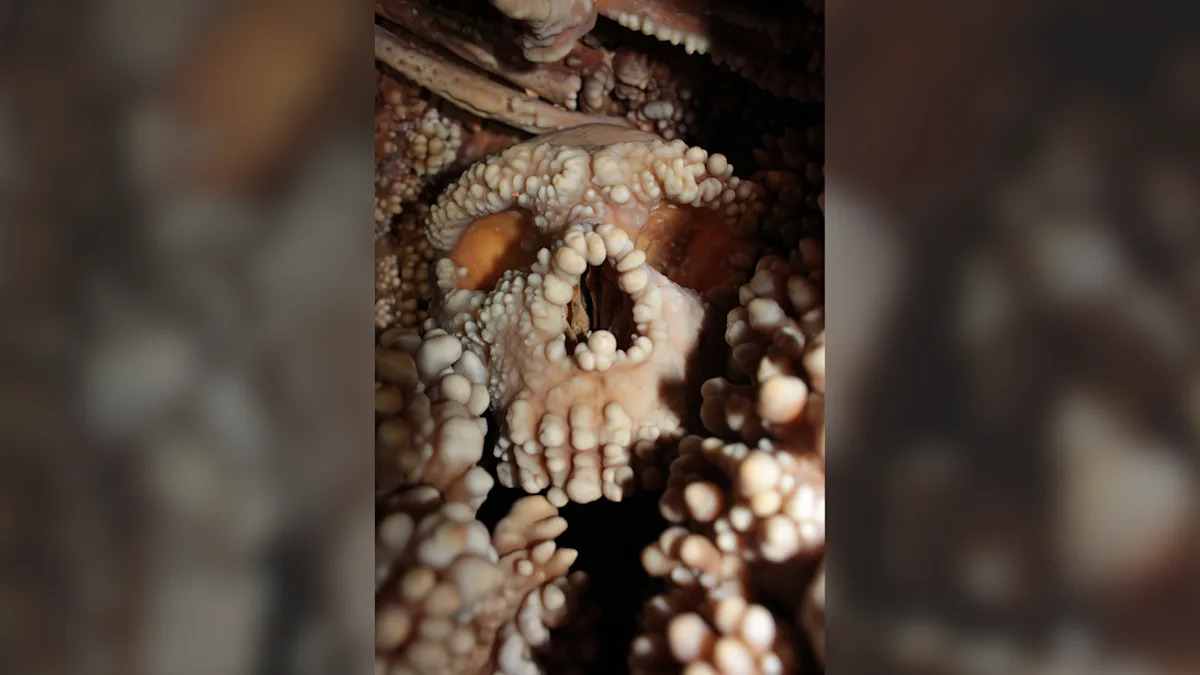  ‘Perfectly preserved’ Neanderthal skull bones suggest their noses didn’t evolve to warm air