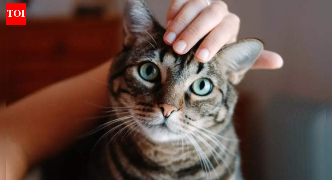  Petting a cat? It could double your risk of schizophrenia, research suggests