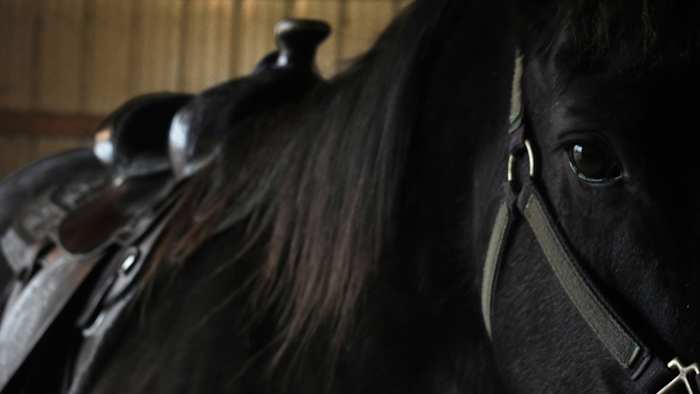  Equine virus outbreak prompts cancellation of Uvalde rodeo qualifier, San Antonio Rodeo says