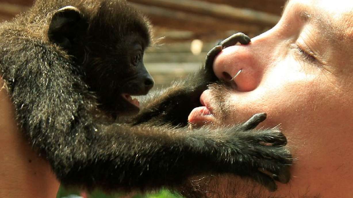  First kiss was 20 million years ago by early primates, scientists say