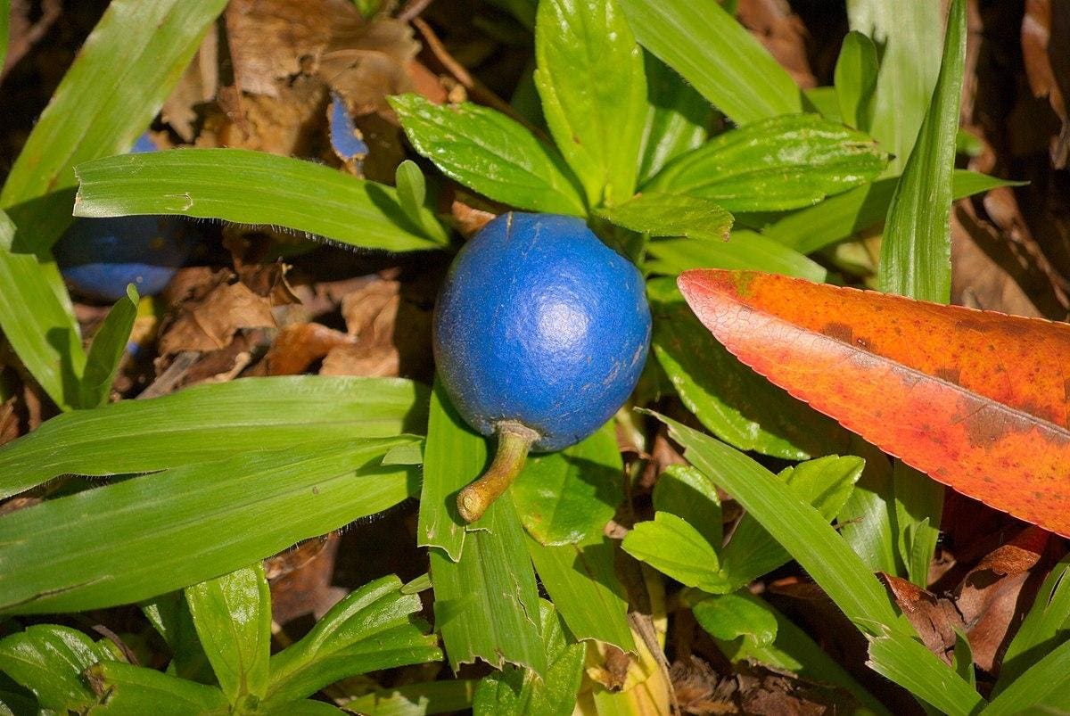 Meet The Tree That Produces The Only True Blue Fruit On The Planet. Hint: It’s Not Actually Blue