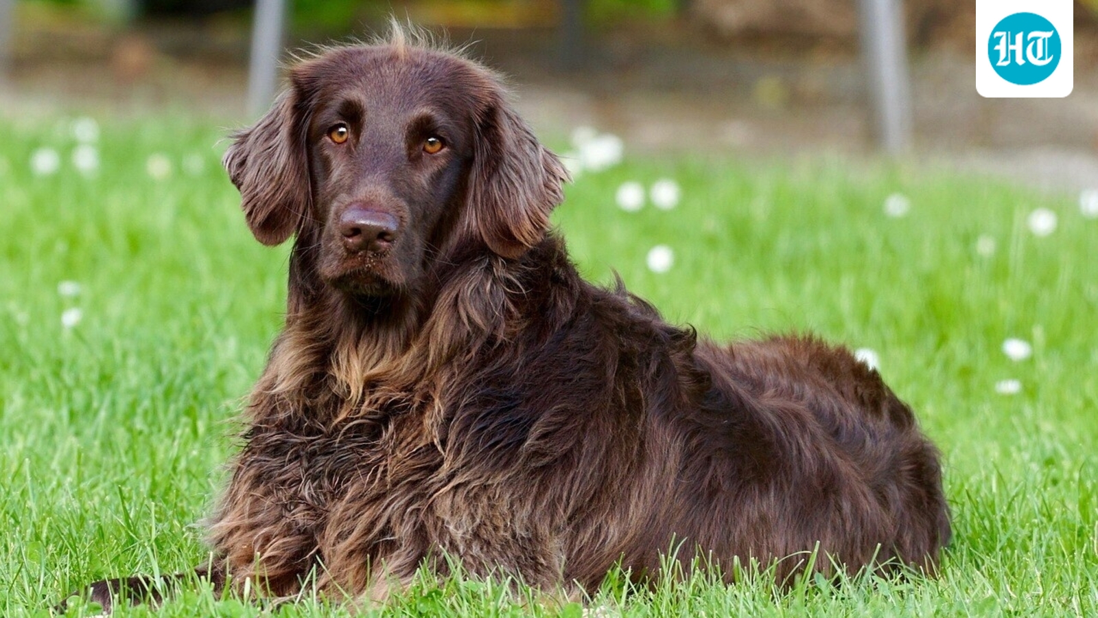  Anti-aging pills for dogs coming in 2026? What to know about FDA-backed drug