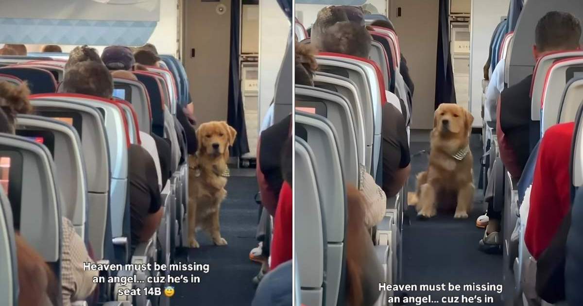  This Golden Retriever Is the ‘In-Flight Entertainment’ You Need