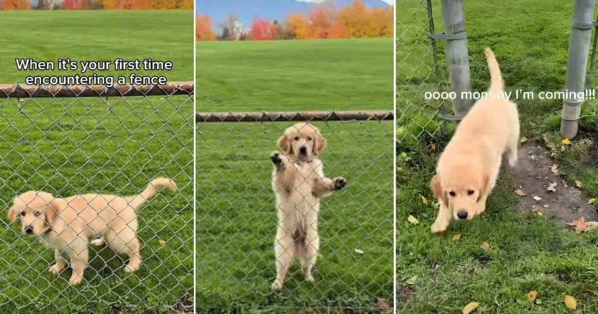  Video: Golden Retriever Puppy Figuring Out How a Fence Works Is Cute