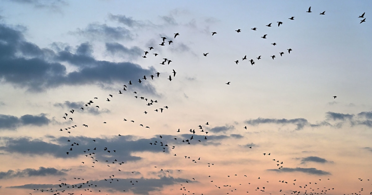  Possible human bird flu in Washington state, first case in U.S. in 9 months