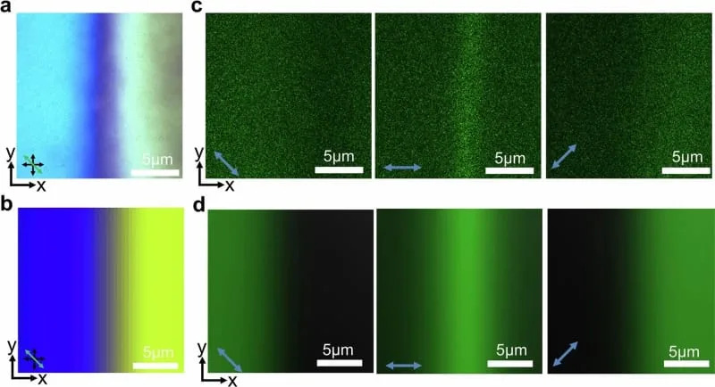 Polarizing optical micrographs and three-photon excitation fluorescence polarizing microscopy of CSTCs. (CREDIT: Zhao & Smalyukh, 2025, Nature Materials)