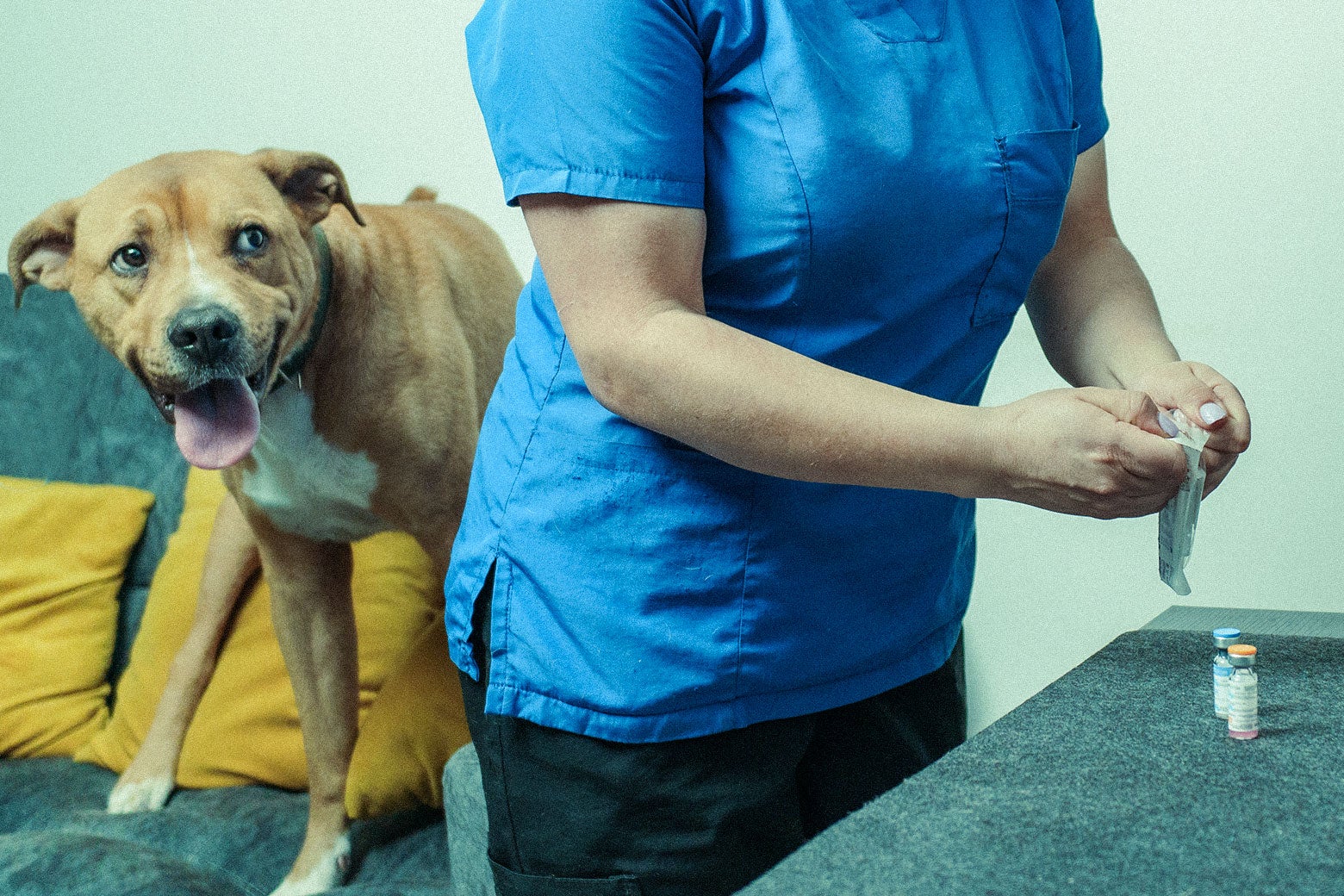  Pet owners are refusing to vaccinate their dogs and cats. Their logic is mind-boggling.