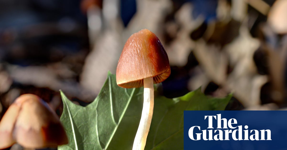  ‘Nature’s original engineers’: scientists explore the amazing potential of fungi | Fungi