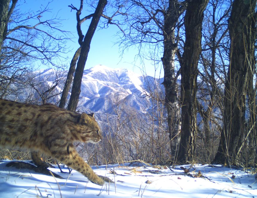 A wild leopard cat captured by a camera trap on the outskirts of Beijing.