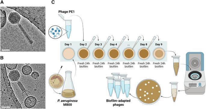  Directed evolution of phages in biofilms enhances Pseudomonas aeruginosa control through improved lipopolysaccharide recognition
