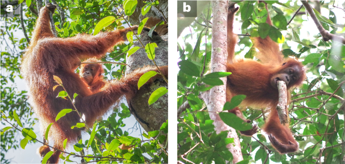  Culture is critical in driving orangutan diet development past individual potentials