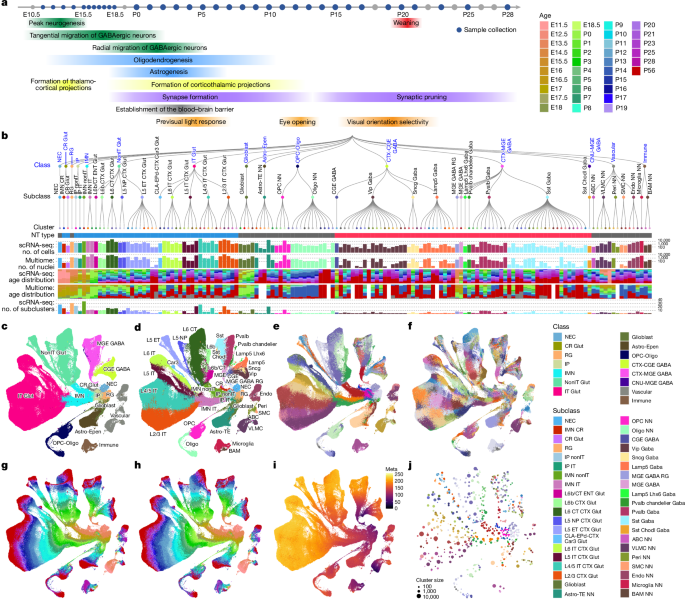  Continuous cell-type diversification in mouse visual cortex development