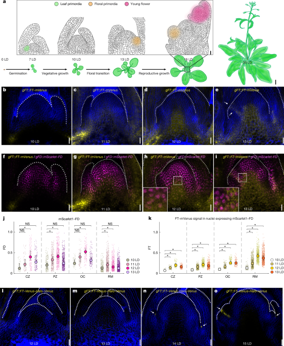  Florigen activation complex forms via multifaceted assembly in Arabidopsis