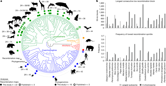  An ancient recombination desert is a speciation supergene in placental mammals