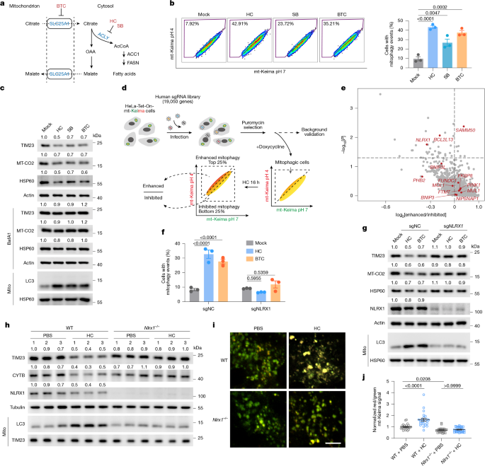  Cytosolic acetyl-coenzyme A is a signalling metabolite to control mitophagy