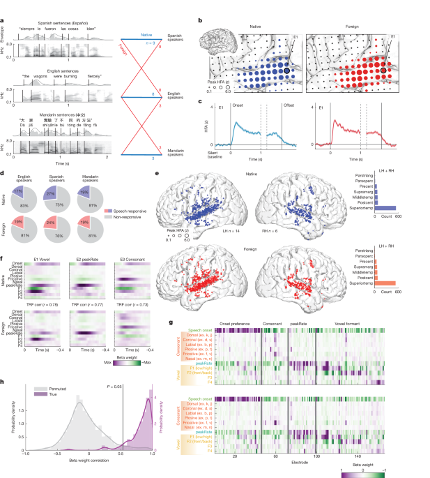  Shared and language-specific phonological processing in the human temporal lobe