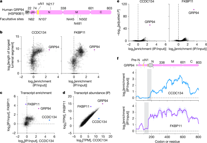  Structural basis of regulated N-glycosylation at the secretory translocon