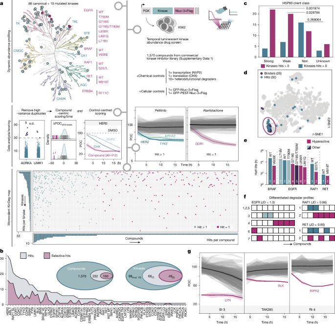  Inhibitors supercharge kinase turnover through native proteolytic circuits