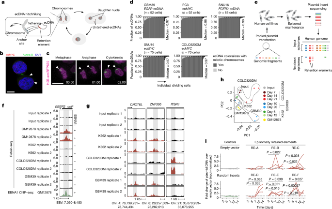  Genetic elements promote retention of extrachromosomal DNA in cancer cells